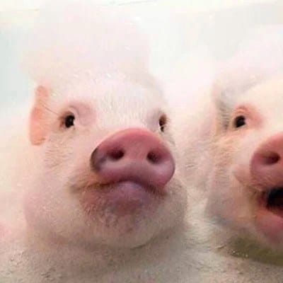 กรกช วิริยอุดมศิริ avatar